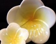 2plumeria