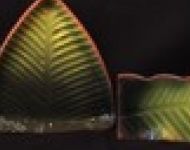 dualshapeleaf